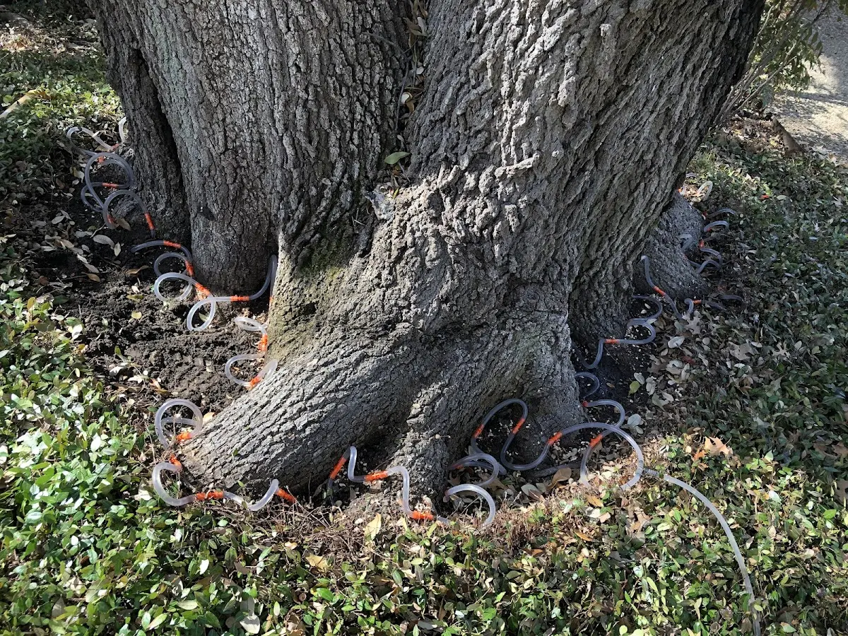 Detailed Tree Cabling and Bracing job site in Silverado