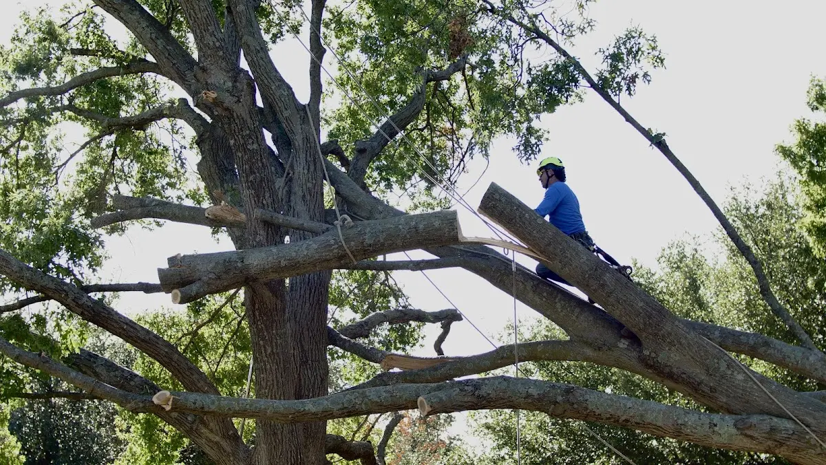 Professional Hazardous Tree Removal performed by certified arborists in Silverado