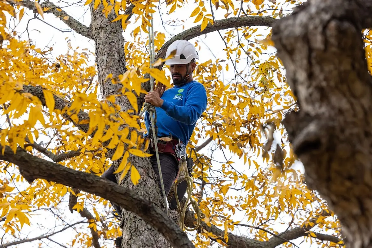 Skilled Dead Tree Removal crew working in Silverado